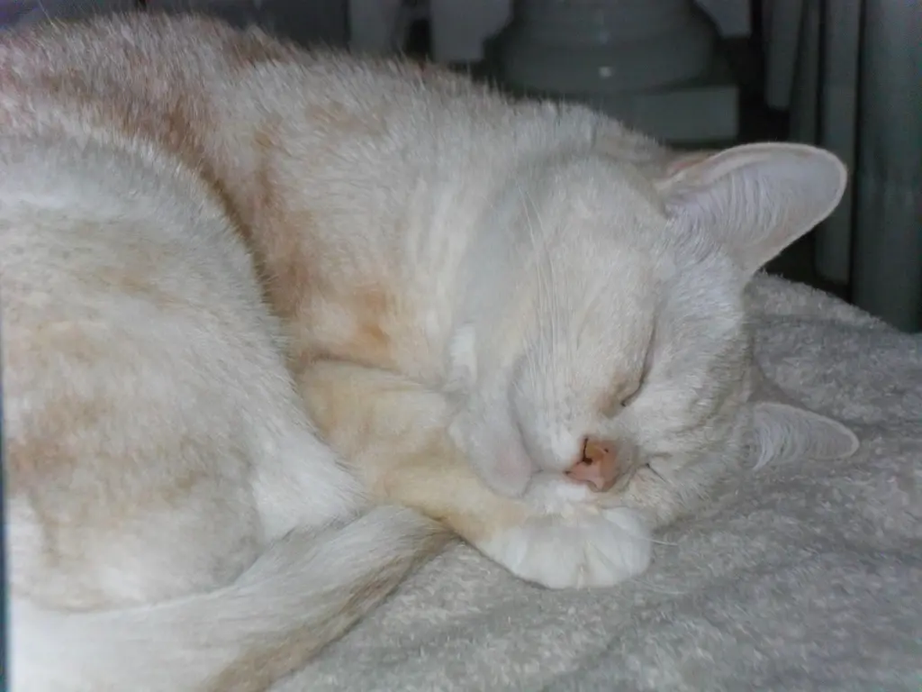 Condolence image of Danke von Priscilla❤