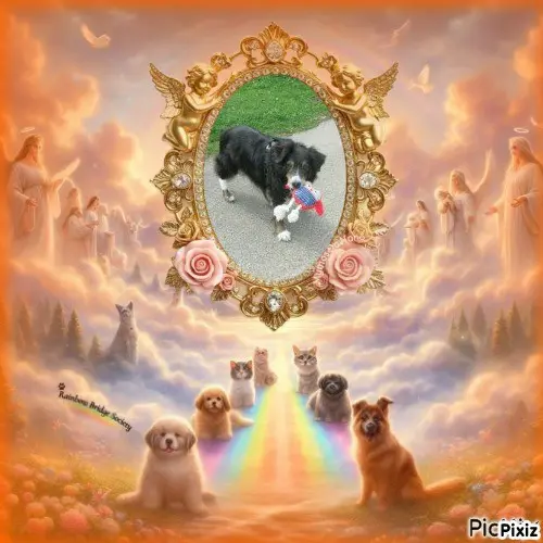 Condolence image of Tanja mit Timmy im 💖🐈🐾