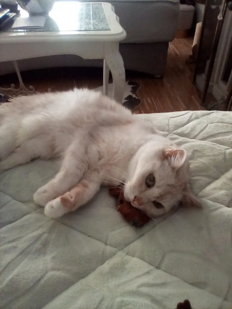 Condolence image of Danke von Priscilla❤