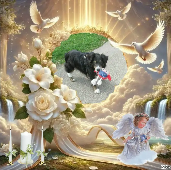 Condolence image of Tanja mit Timmy im 💖🐈🐾