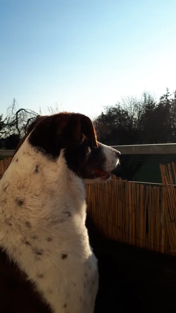 Bild von Sinja