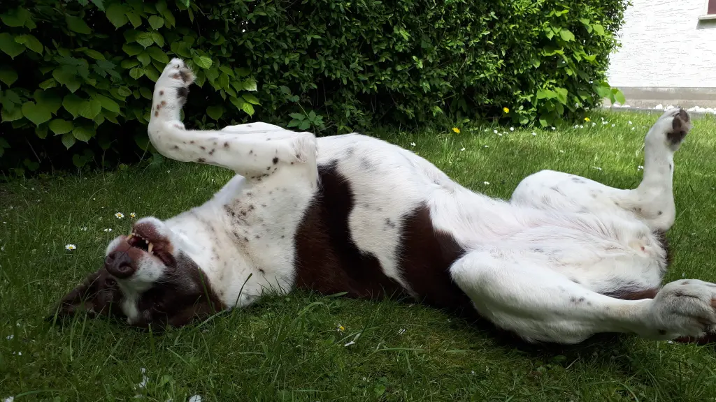 Bild von Sinja