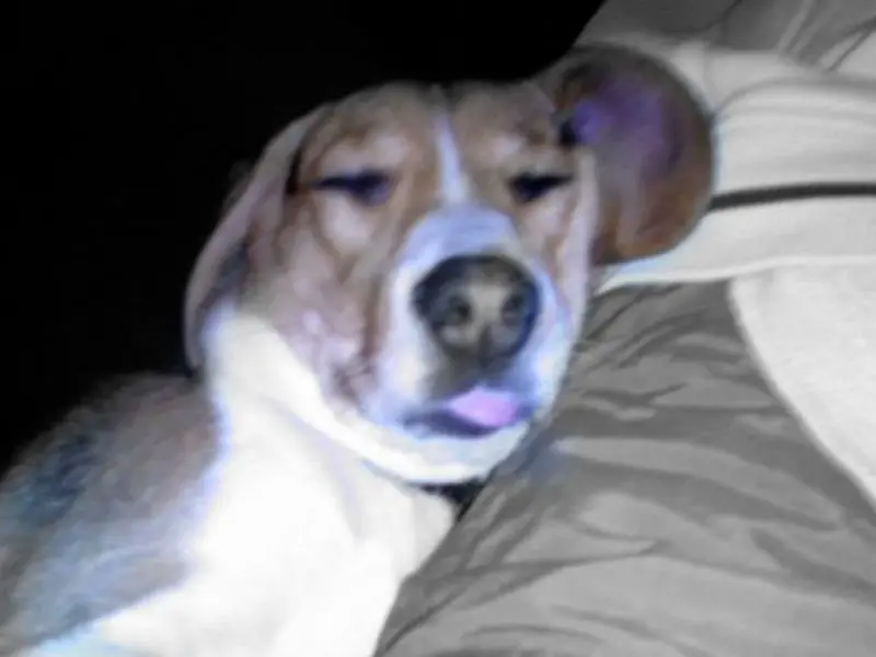 Image from Ginger