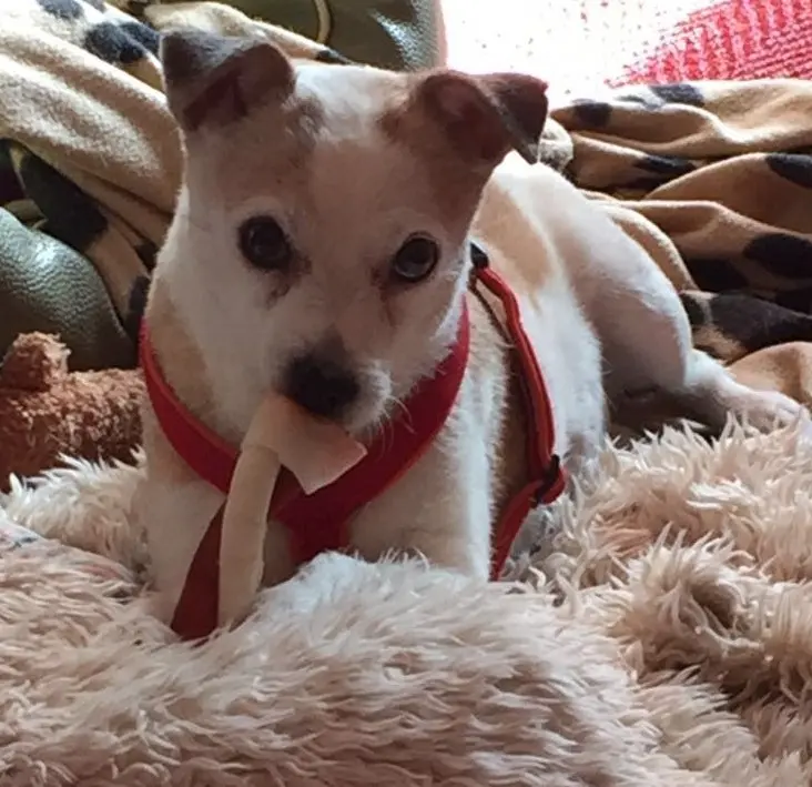 Image from Dottie