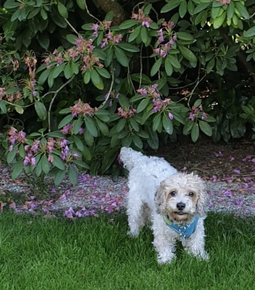 Image from Toby