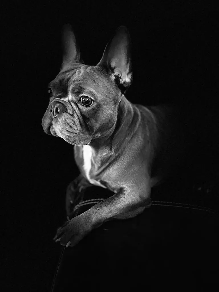 Image from Hugo 