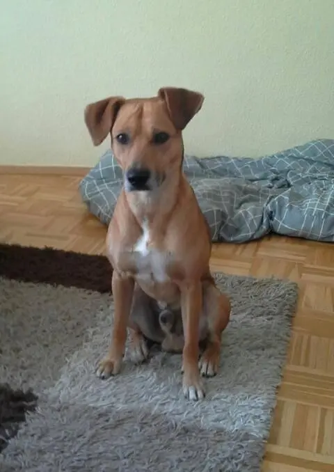 Image from Gismo
