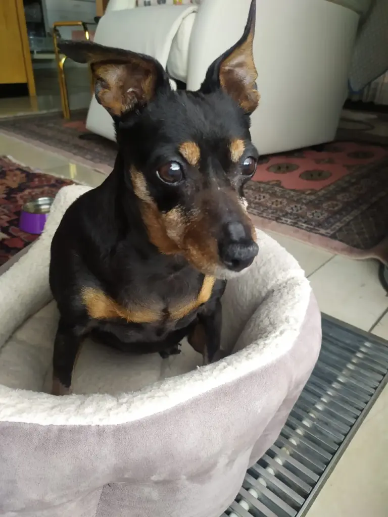 Image from Smiley