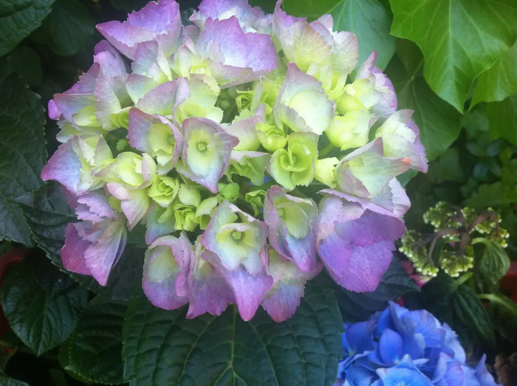 Condolence image of Eine Sonntagsrose für Celly 