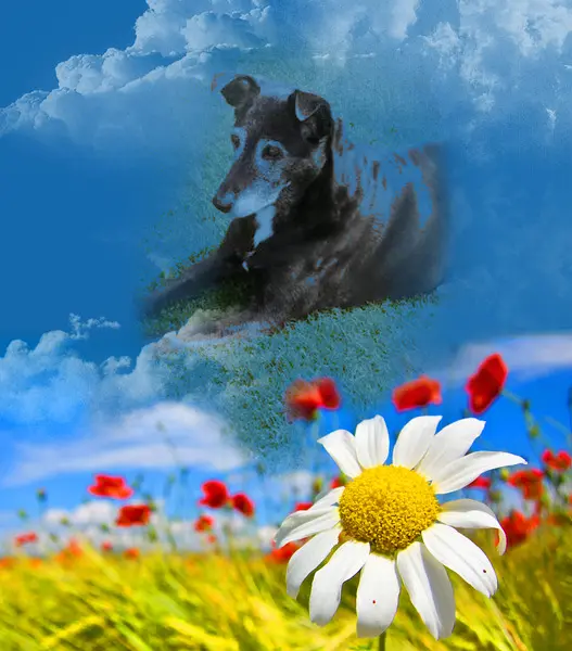 Condolence image of Unbekannt
