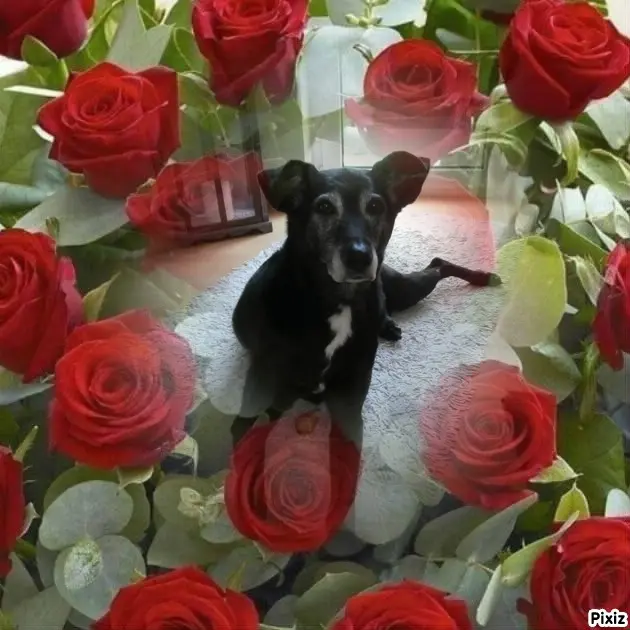 Condolence image of Unbekannt