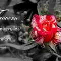 Condolence image of Unbekannt