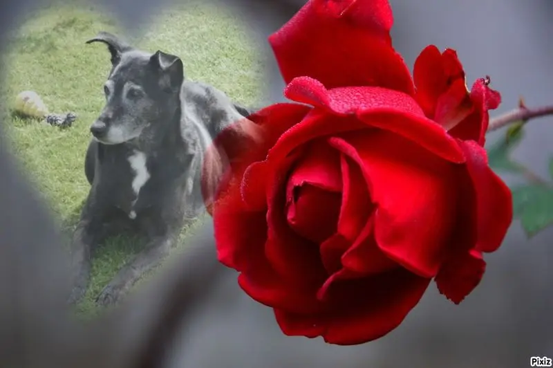 Condolence image of Unbekannt
