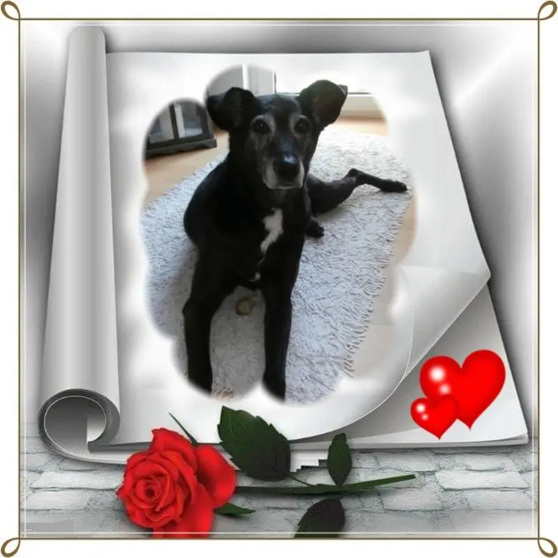 Condolence image of 4.Sternchen❤️Gedenktag❤️❤️❤️❤️