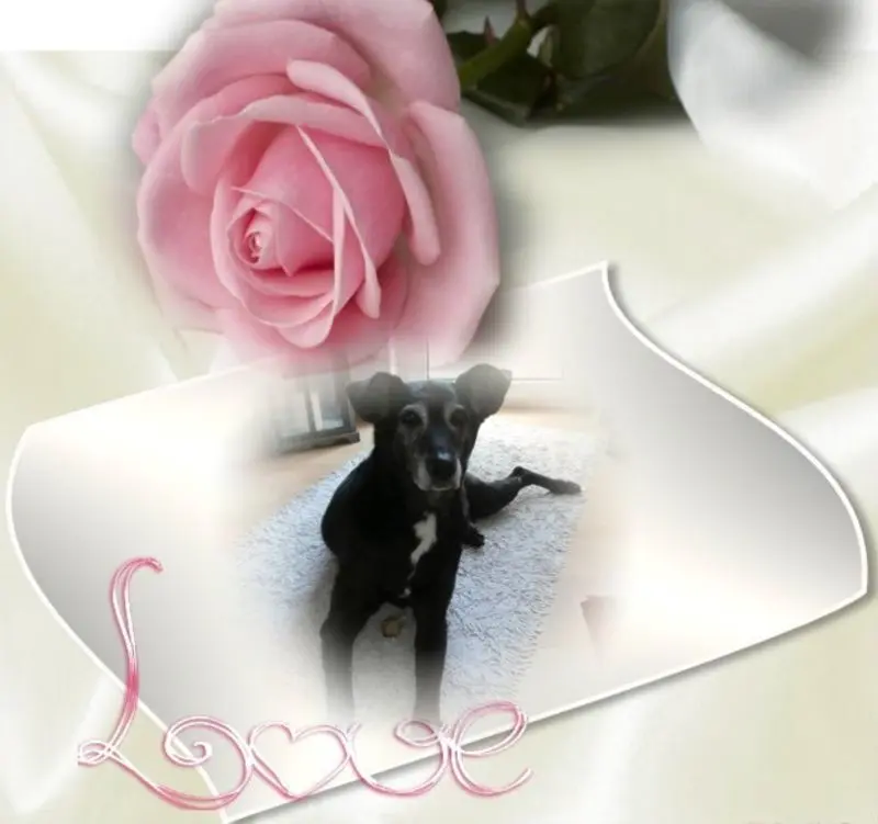 Condolence image of ❤️❤️❤️❤️❤️❤️❤️❤️❤️❤️❤️❤️❤️❤️