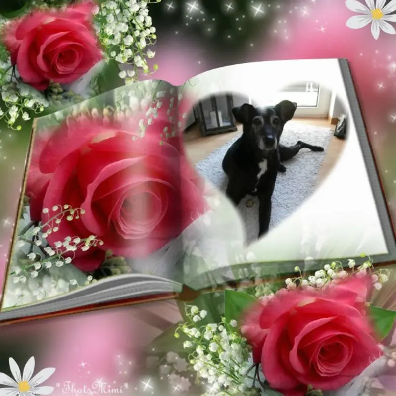 Condolence image of Guten Morgen❤️❤️❤️