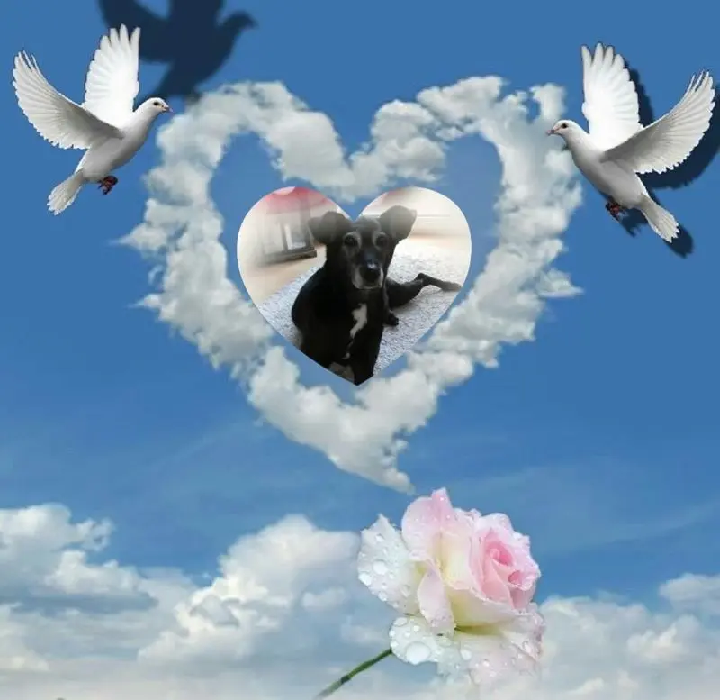 Condolence image of Gute Nacht❤️❤️❤️
