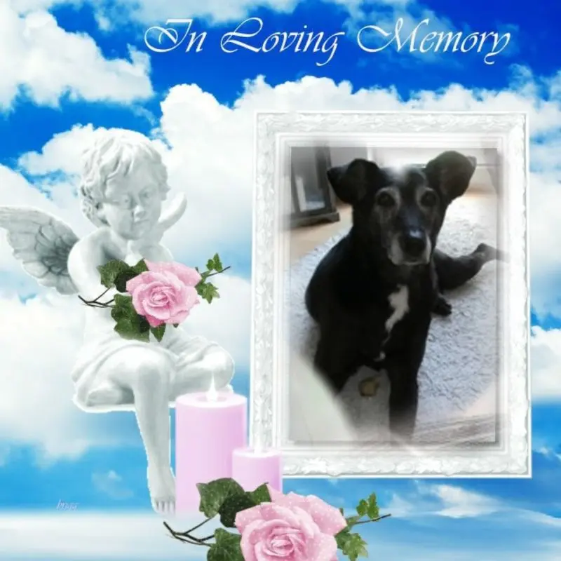 Condolence image of Guten Morgen❤️❤️❤️