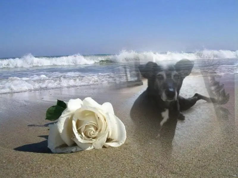 Condolence image of Guten Morgen❤️❤️❤️