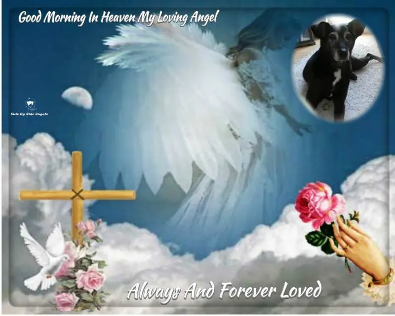 Condolence image of Guten Morgen❤️❤️❤️