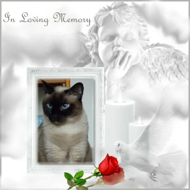 Condolence image of 1000 Rosen❤️❤️❤️❤️❤️❤️❤️❤️fur Jenniferchen❤️