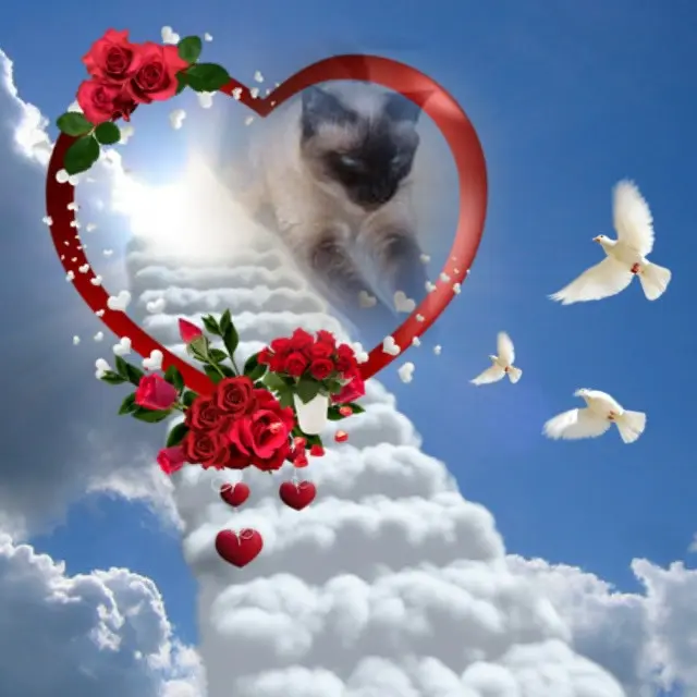 Condolence image of ❤️❤️❤️❤️❤️❤️❤️❤️❤️❤️❤️❤️