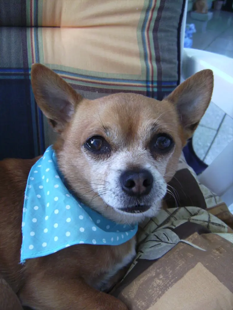 Condolence image of Irene mit Seelenhund * Jimmy * ganz tief im Herzen