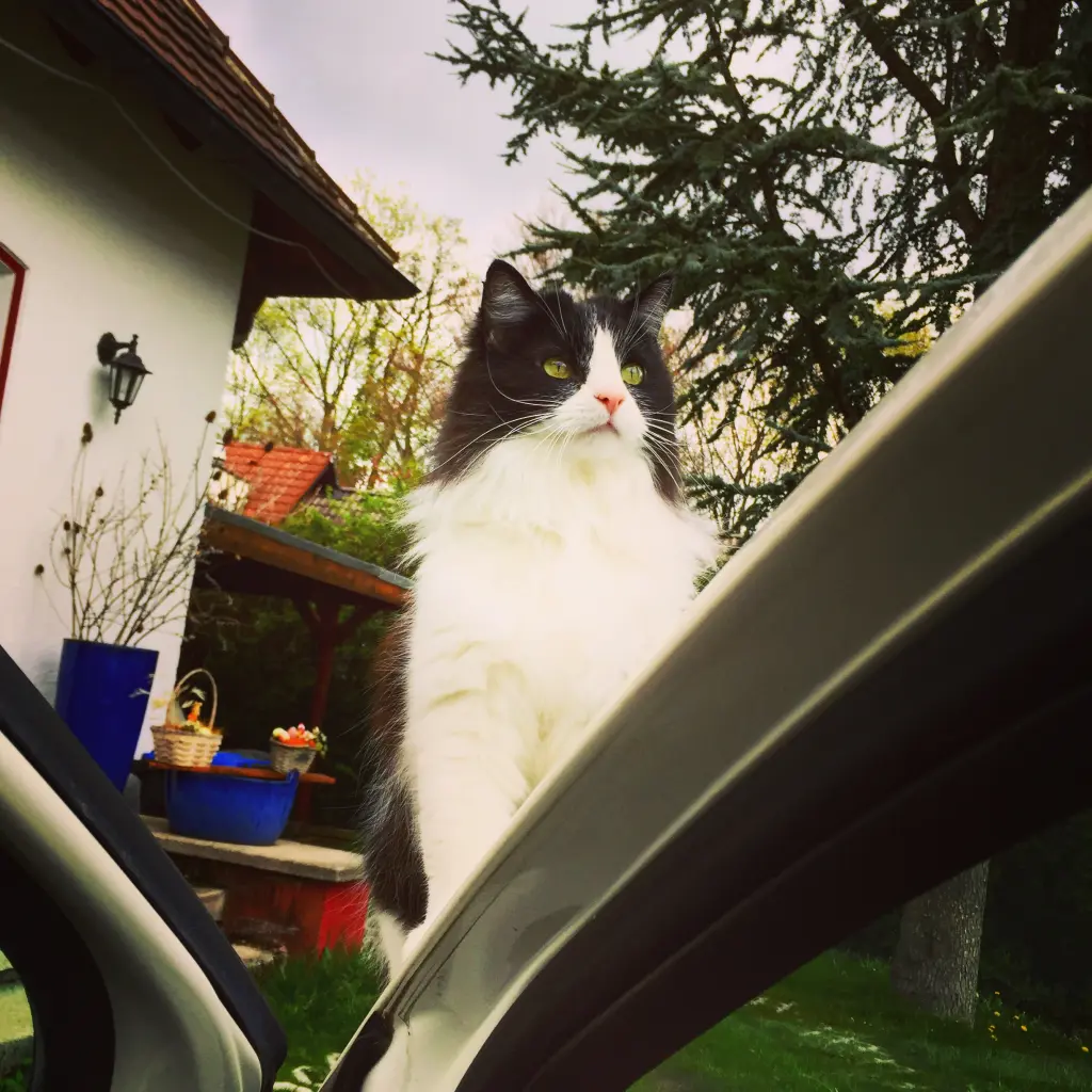 Image from Bienchen