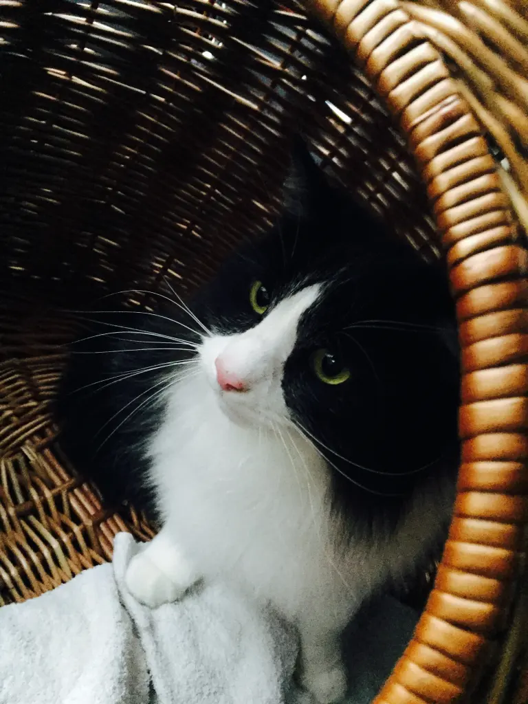 Image from Bienchen