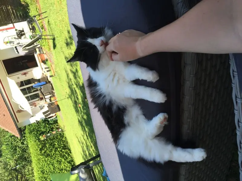 Image from Bienchen
