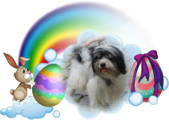 Condolence image of Frohe❤️❤️❤️Ostern❤️