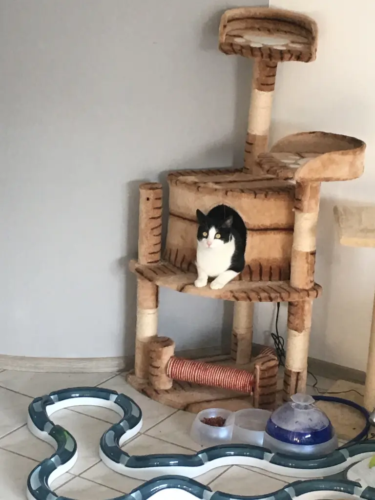 Image from Gismo