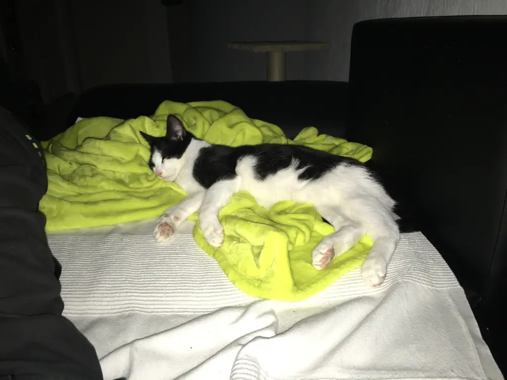 Image from Gismo