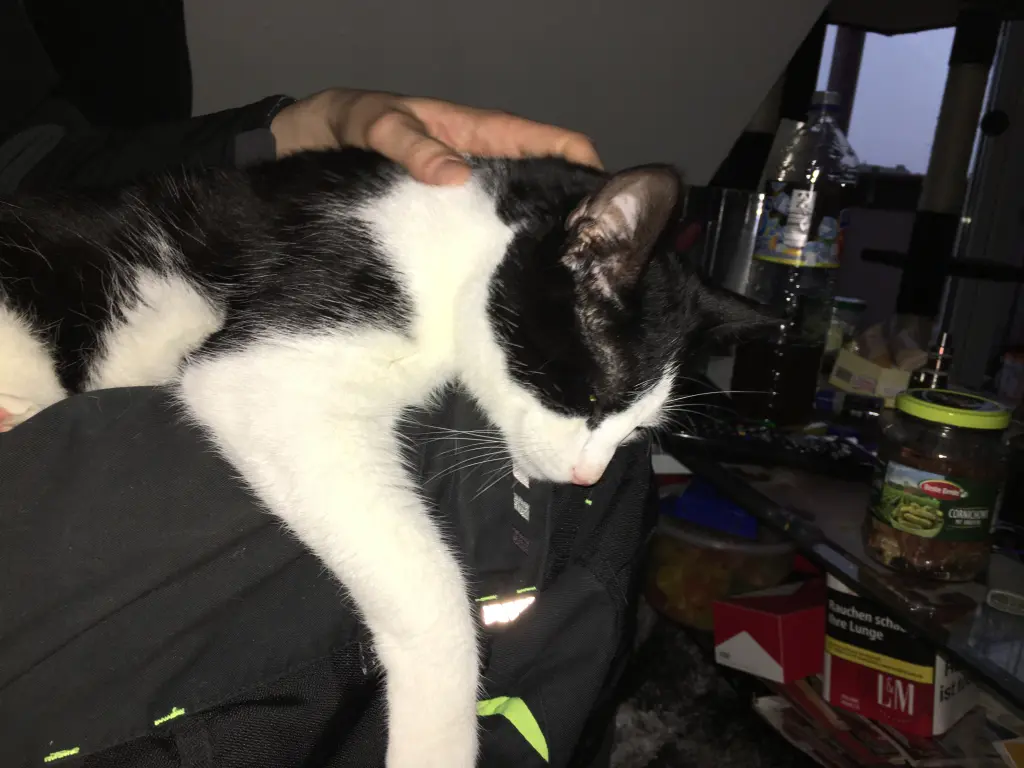 Image from Gismo