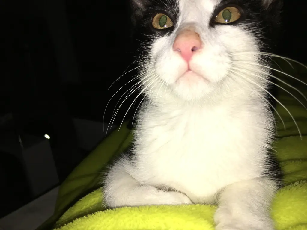 Image from Gismo