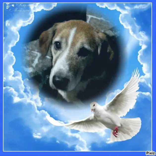 Condolence image of Tanja mit Timmy im Herzen