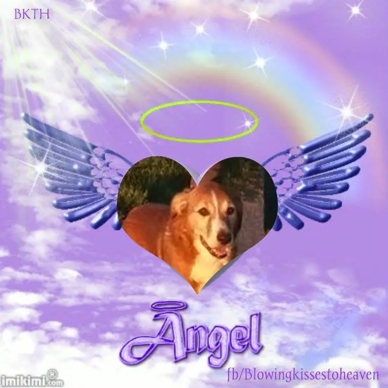 Condolence image of Sonntags❤️Rosen❤️❤️❤️❤️❤️❤️