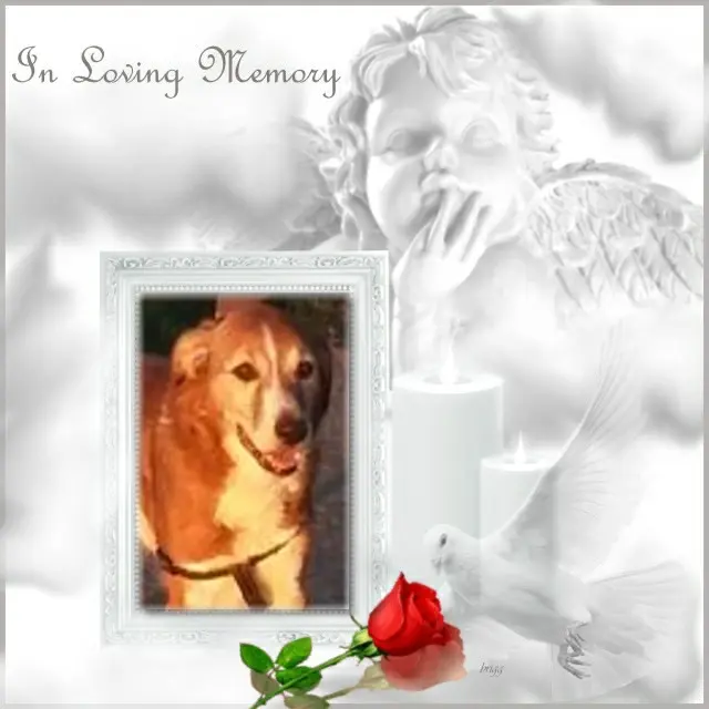 Condolence image of Samstag❤️Rosen❤️❤️❤️❤️❤️❤️❤️