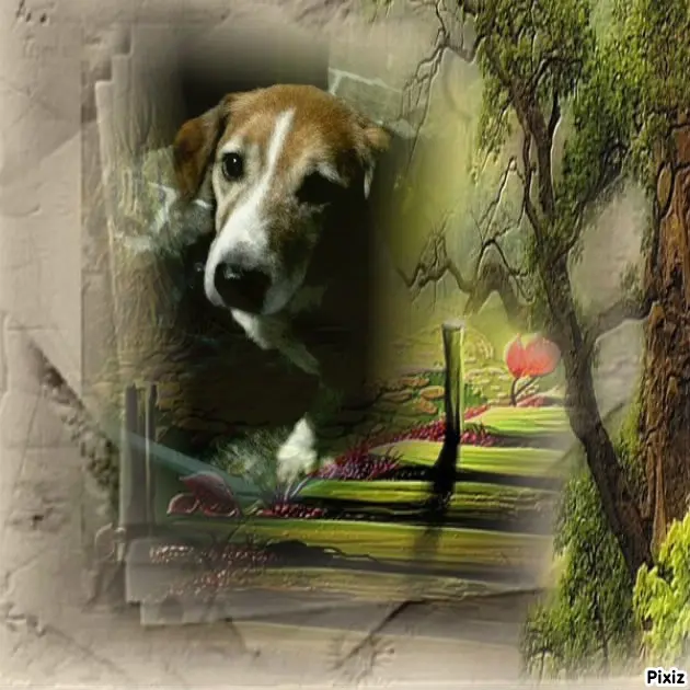 Condolence image of Timmys Mutti Tanja an Sternenprinz Ricky ❤