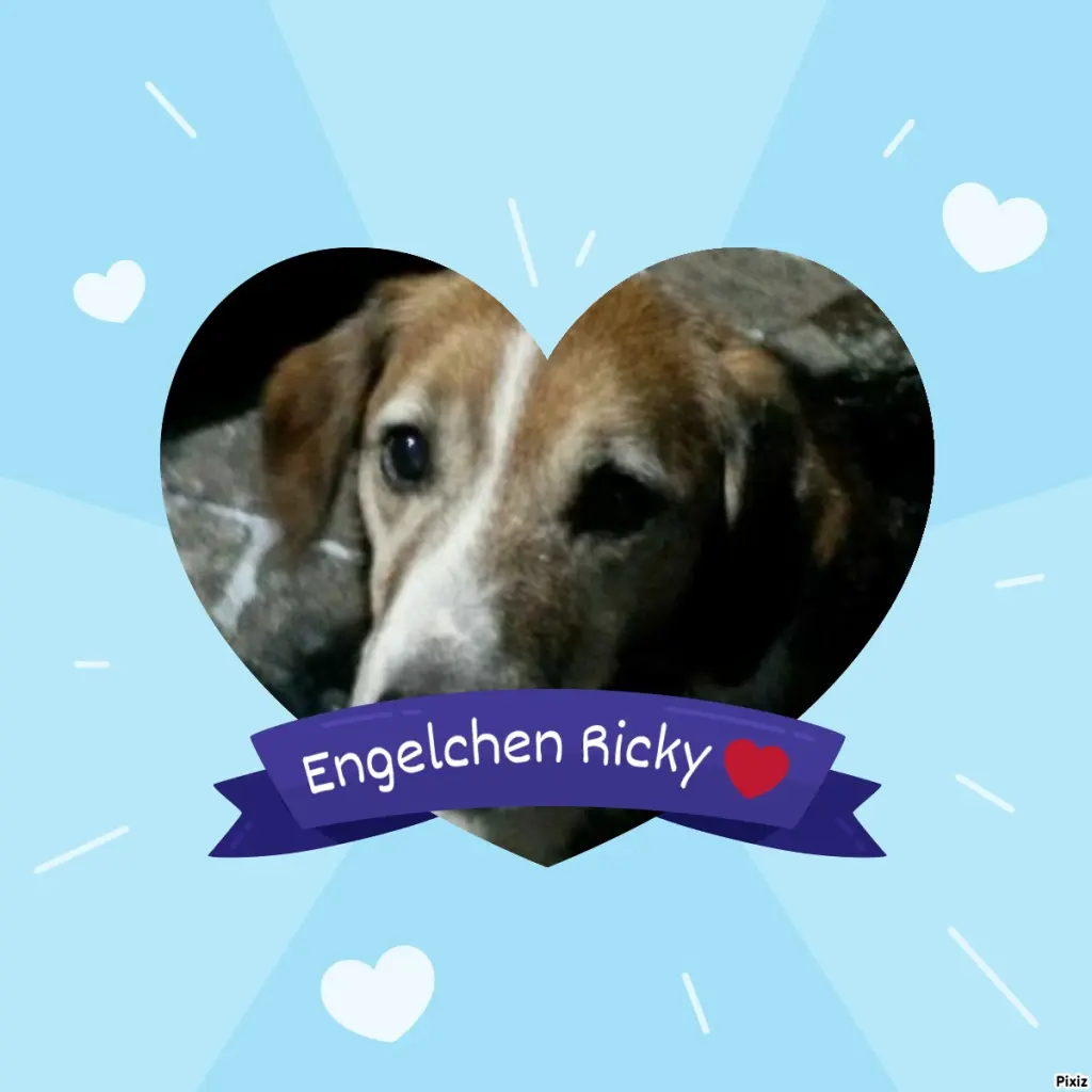 Condolence image of Timmys Mutti Tanja an Sternenprinz Ricky ❤