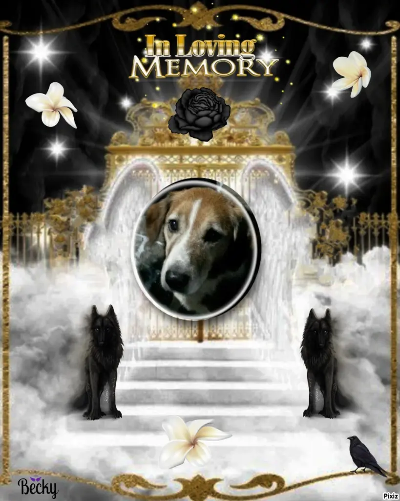 Condolence image of Timmys Mutti Tanja an Sternenprinz Ricky ❤