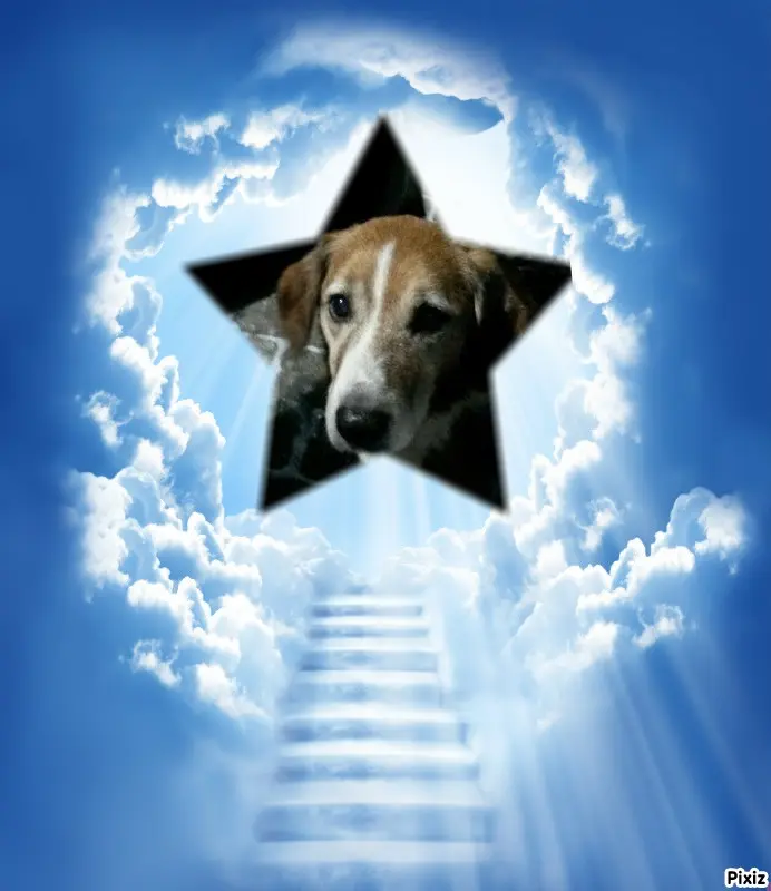 Condolence image of Timmys Mutti Tanja an Sternenprinz Ricky ❤