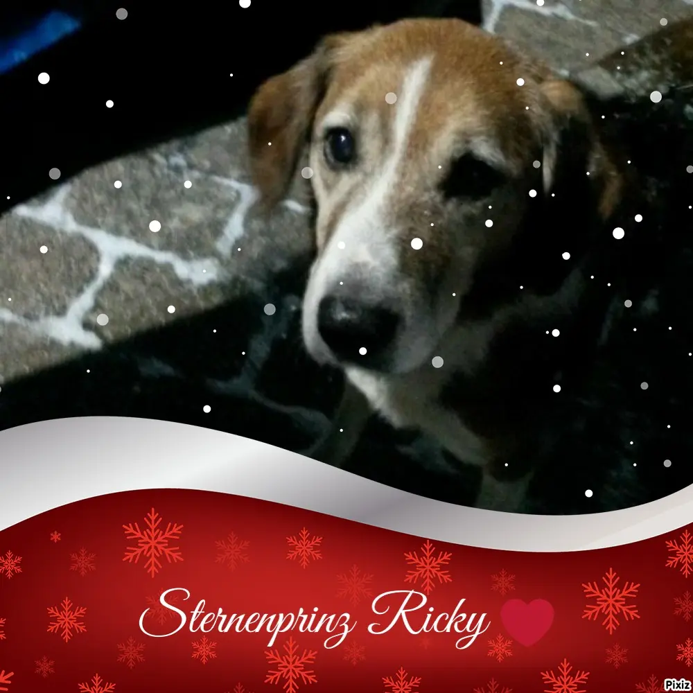 Condolence image of Timmys Mutti Tanja an Sternenprinz Ricky ❤