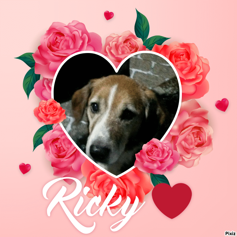 Condolence image of Timmys Mutti Tanja an Sternenprinz Ricky ❤