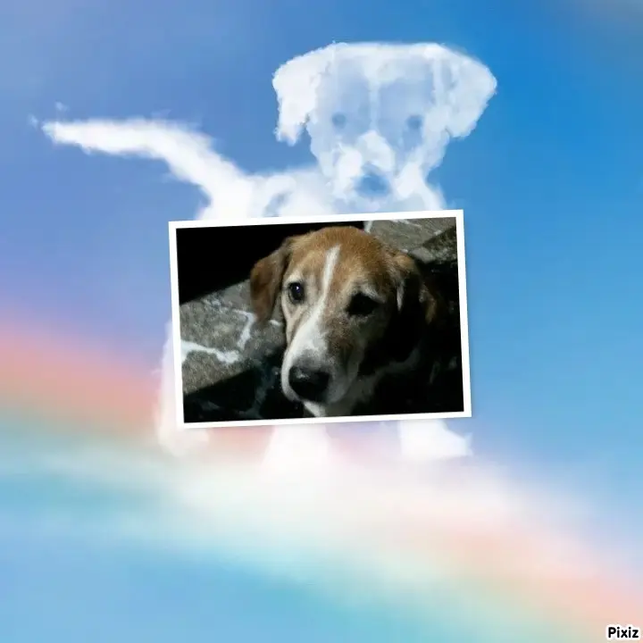 Condolence image of Timmys Mutti Tanja an Sternenprinz Ricky ❤