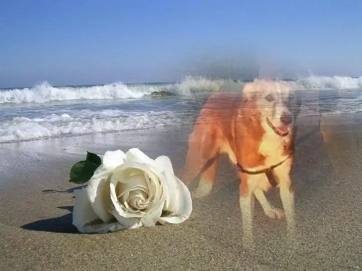 Condolence image of Gute Nacht❤️❤️❤️Mauschen❤️❤️❤️