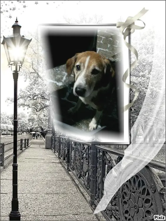 Condolence image of Timmys Mutti Tanja an Sternenprinz Ricky ❤