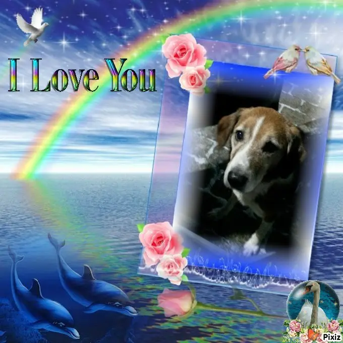 Condolence image of Timmys Mutti Tanja an Sternenprinz Ricky ❤