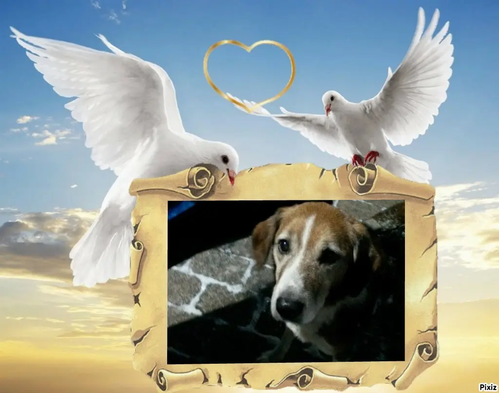 Condolence image of Timmys Mutti Tanja an Sternenprinz Ricky ❤