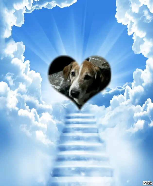 Condolence image of Tanja mit Timmy im Herzen 